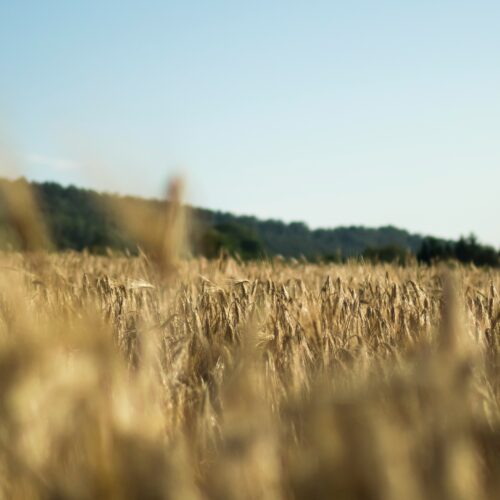 Wheat field